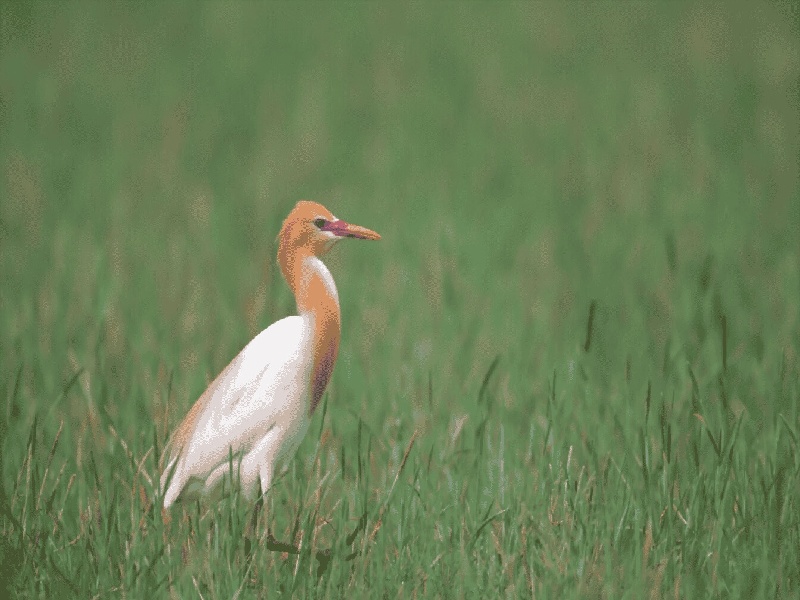 ihh试管婴儿贝蒂邦尼试管面膜试管架台
